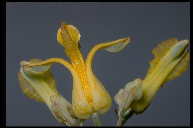 Imagem de Ehrendorferia chrysantha (Hook. & Arn.) J. Rylander