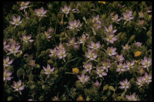 Image of sticky sandspurry