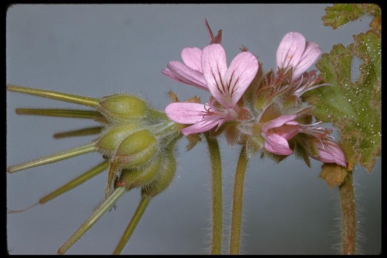 Слика од Pelargonium vitifolium (L.) L'Her.