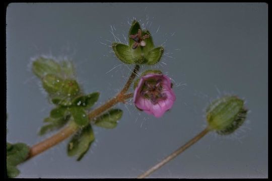 Imagem de Geranium molle L.