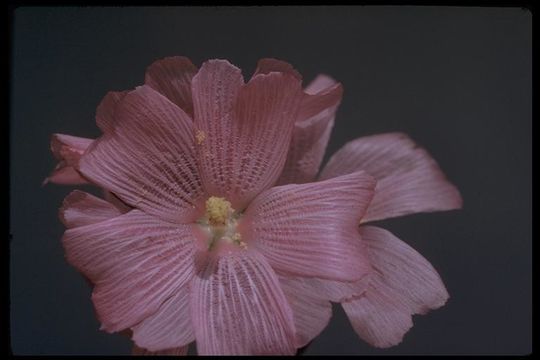 Image of dwarf checkerbloom