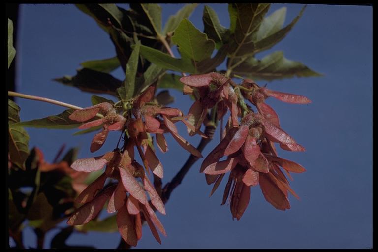 Image of Box Elder