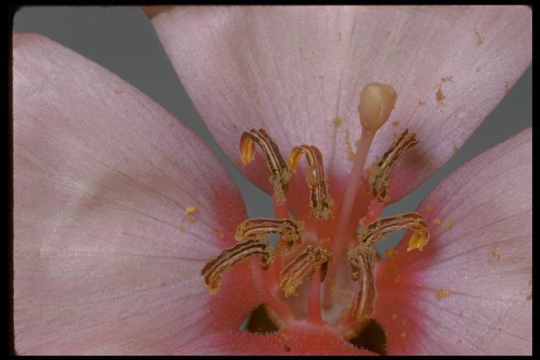 Image of ruby chalice clarkia