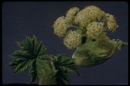 Plancia ëd Heracleum sphondylium subsp. montanum (Schleicher ex Gaudin) Briq.