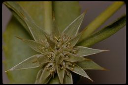 Imagem de Eryngium armatum (S. Wats.) Coult. & Rose