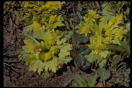 Image of Bear's-foot Sanicle