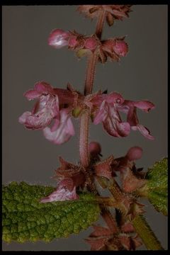 Image of California hedgenettle