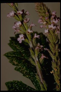 Image of western vervain