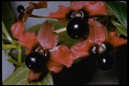 Image de Lonicera involucrata var. ledebourii (Eschsch.) Jeps.