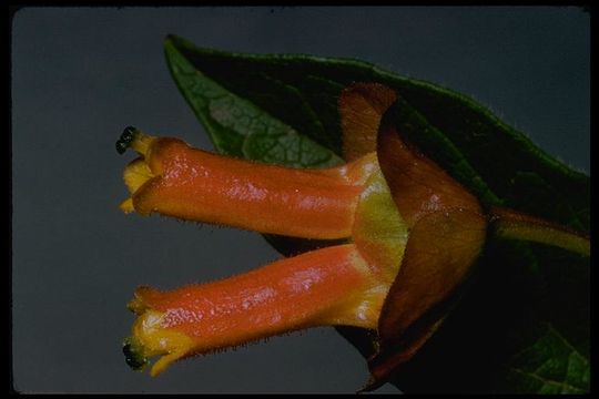 Imagem de Lonicera involucrata var. ledebourii (Eschsch.) Jeps.