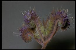 Image de Phacelia californica Cham.