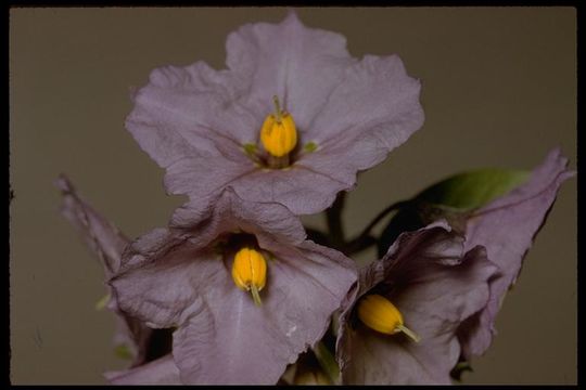 Image de Solanum umbelliferum Eschsch.