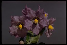 Image of bluewitch nightshade