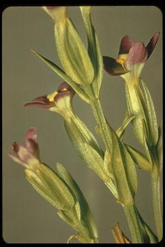 Image of Davy's centaury