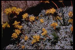 Imagem de Eriogonum caespitosum Nutt.