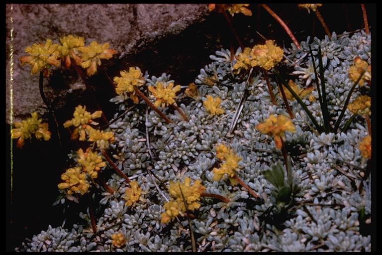 Imagem de Eriogonum caespitosum Nutt.