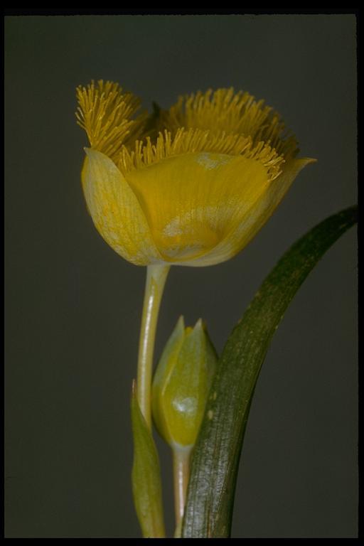 Calochortus monophyllus (Lindl.) Lem. resmi