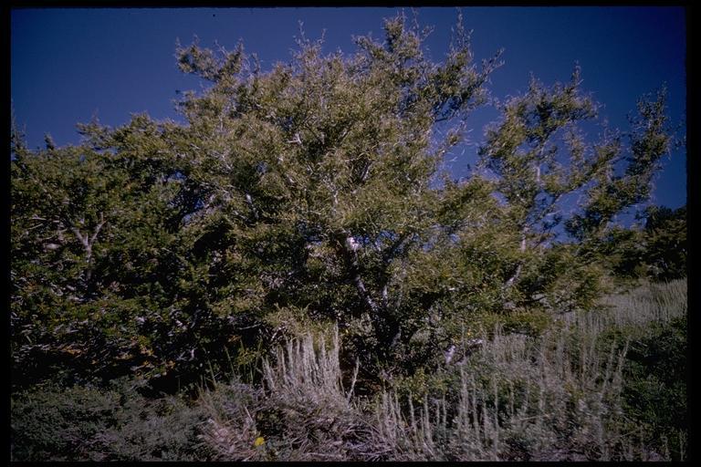 Plancia ëd Cercocarpus ledifolius Nutt.