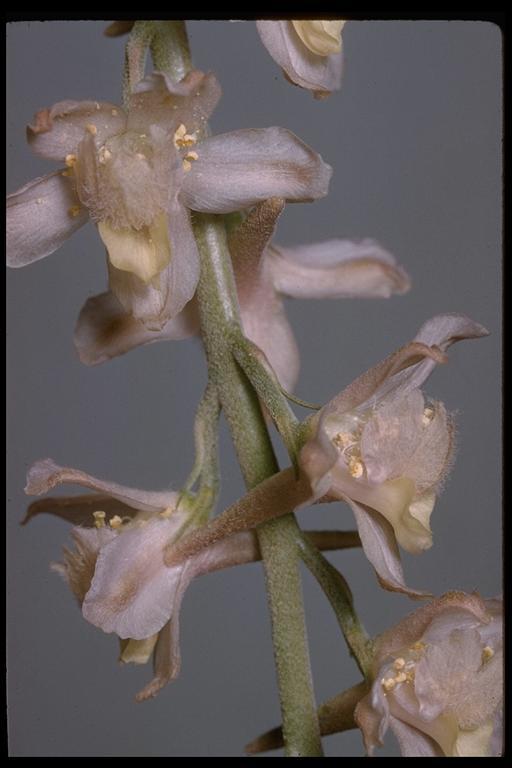 Image of Eldorado larkspur