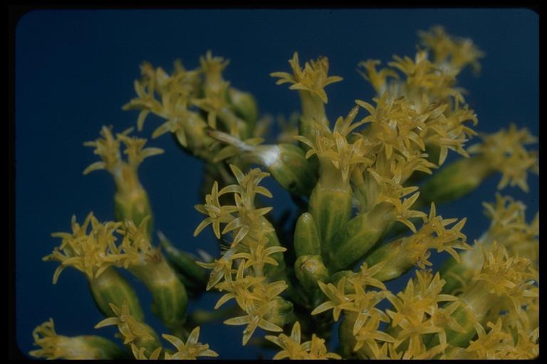 Sivun Tetradymia glabrata Torr. & A. Gray kuva