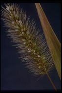 Image of green bristlegrass