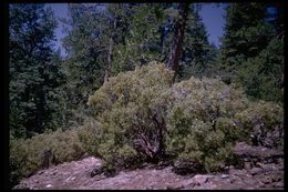 Arctostaphylos viscida subsp. mariposa (Dudley) P. V. Wells resmi