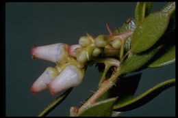 Image de Arctostaphylos myrtifolia Parry