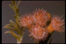 Image of arrowweed