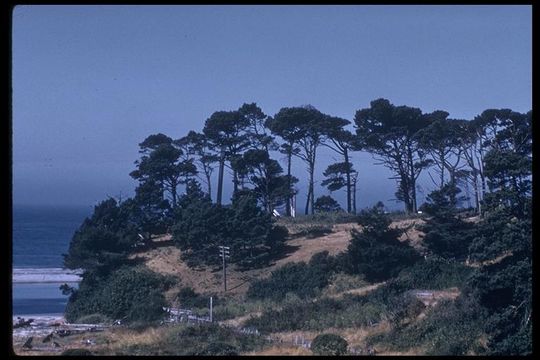 Image of Bishop pine