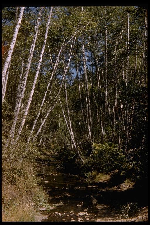 Image of Oregon Alder