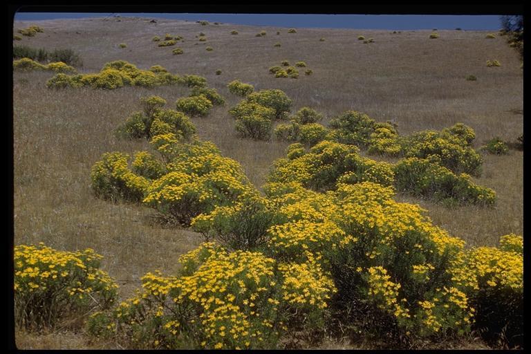 Image of narrowleaf goldenbush