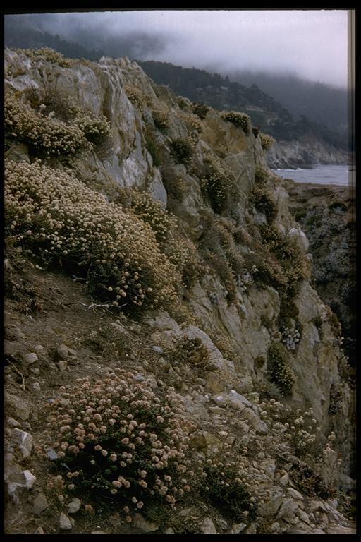 Image of seacliff buckwheat