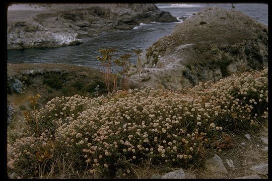 Image de Eriogonum parvifolium Sm.