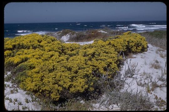 Image of California goldenbush