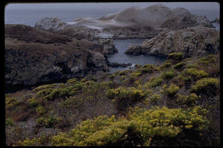 Image of California goldenbush