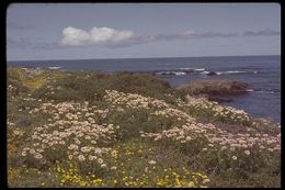 Image of seaside fleabane