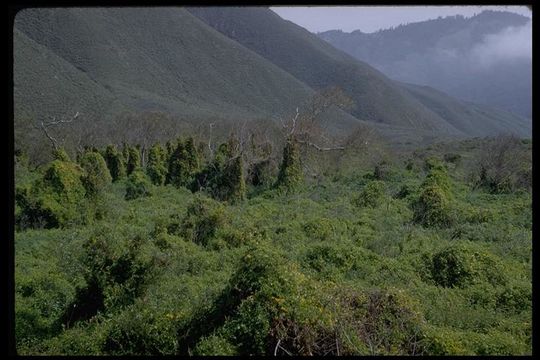 Image of Cape-ivy