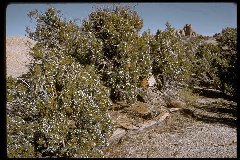 Imagem de Juniperus californica Carrière