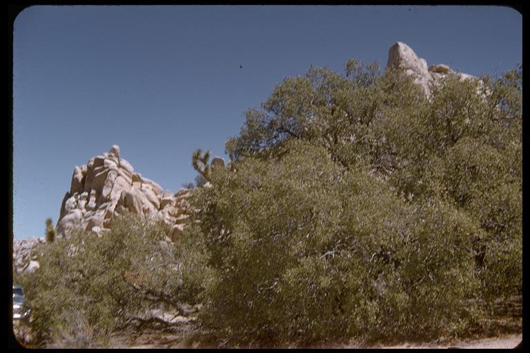 Image of Desert Scrub Oak