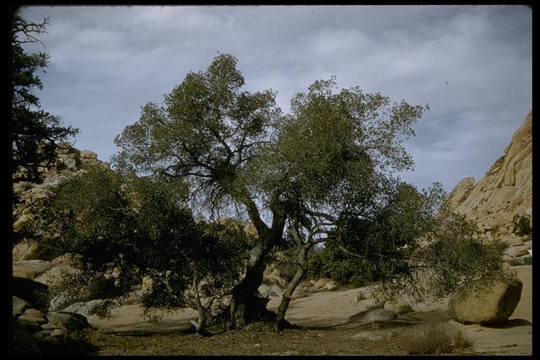 Image of Desert Scrub Oak