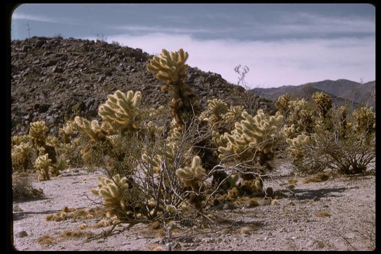 Image of teddybear cholla