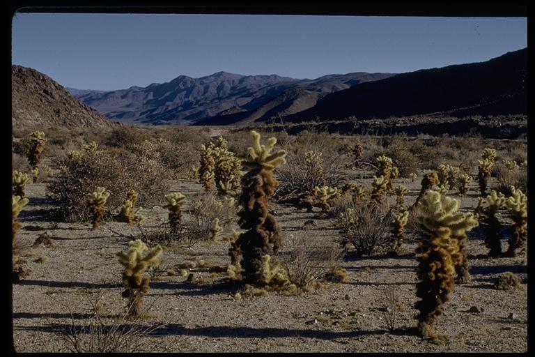 Image of teddybear cholla