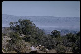 Imagem de Juniperus californica Carrière