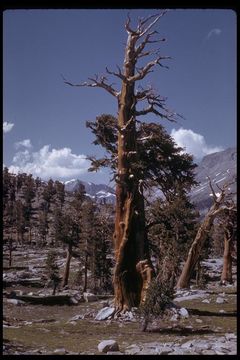 Image of <i>Pinus balfouriana</i> ssp. <i>austrina</i>