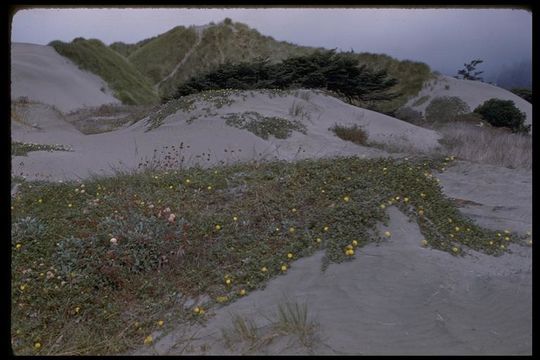 Image of coastal sand verbena