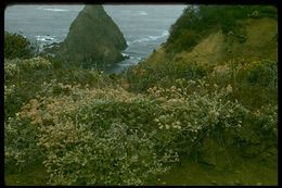 Image of seaside buckwheat