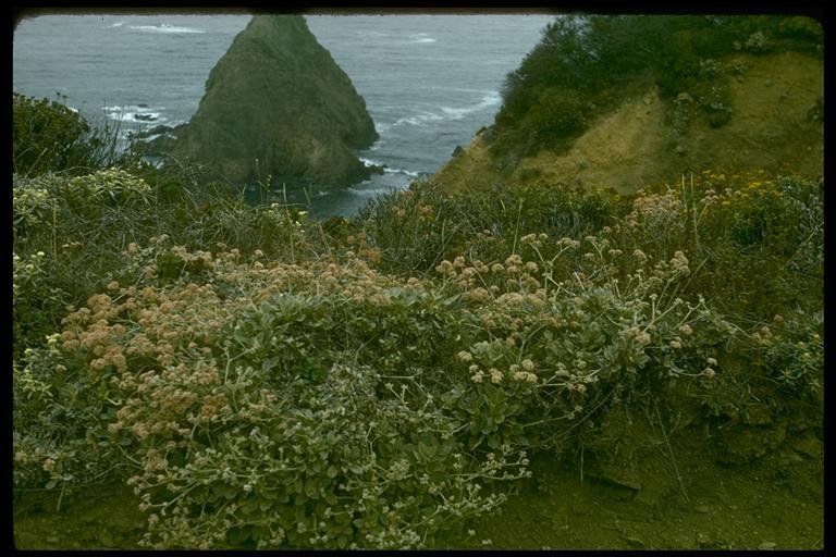 Image of seaside buckwheat