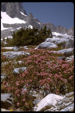 Image of purple mountainheath