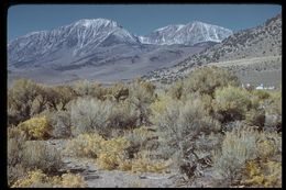 Image of big sagebrush