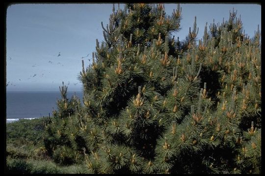 Image of Bishop pine